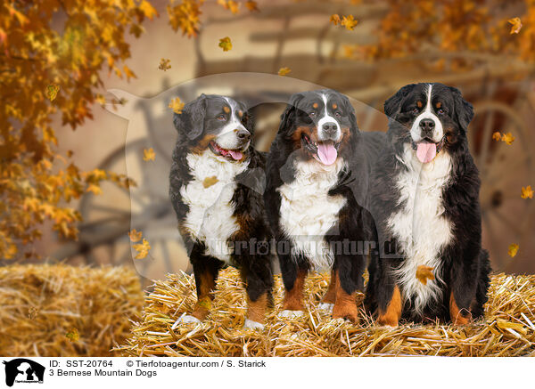 3 Berner Sennenhunde / 3 Bernese Mountain Dogs / SST-20764