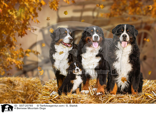 4 Bernese Mountain Dogs / SST-20765