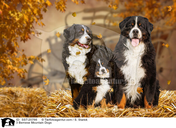 3 Bernese Mountain Dogs / SST-20766