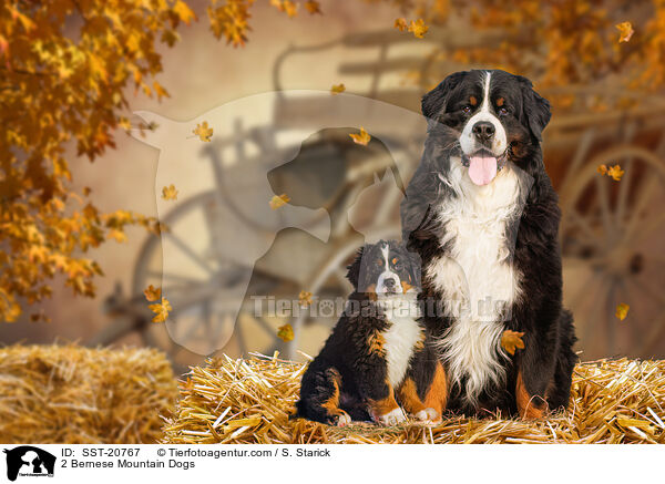 2 Berner Sennenhunde / 2 Bernese Mountain Dogs / SST-20767