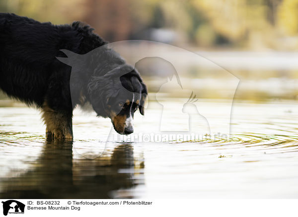 Berner Sennenhund / Bernese Mountain Dog / BS-08232