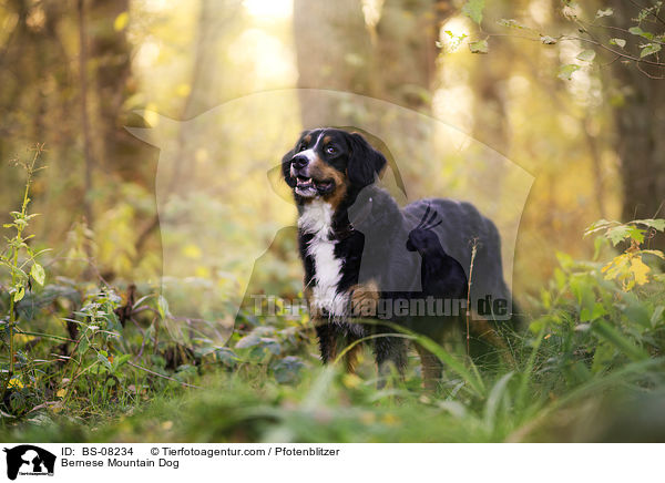 Berner Sennenhund / Bernese Mountain Dog / BS-08234