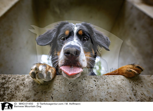 Berner Sennenhund / Bernese Mountain Dog / MHO-01450