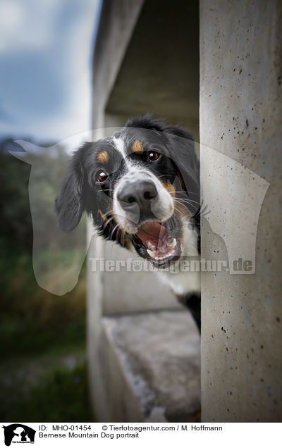 Berner Sennenhund Portrait / Bernese Mountain Dog portrait / MHO-01454