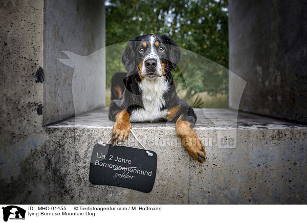 liegender Berner Sennenhund / lying Bernese Mountain Dog / MHO-01455