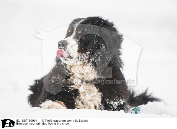 Berner Sennenhund liegt im Schnee / Bernese mountain dog lies in the snow / SST-20991