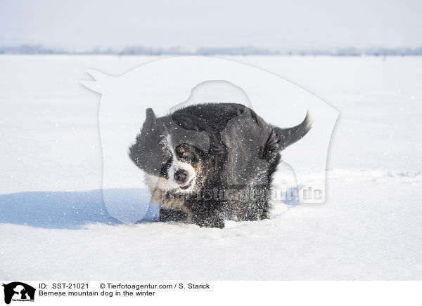Berner Sennenhund im Winter / Bernese mountain dog in the winter / SST-21021