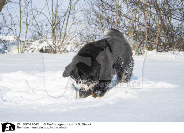 Berner Sennenhund im Winter / Bernese mountain dog in the winter / SST-21042