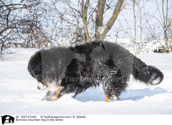 Berner Sennenhund im Winter / Bernese mountain dog in the winter / SST-21043
