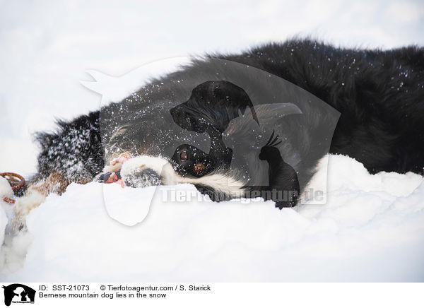 Berner Sennenhund liegt im Schnee / Bernese mountain dog lies in the snow / SST-21073