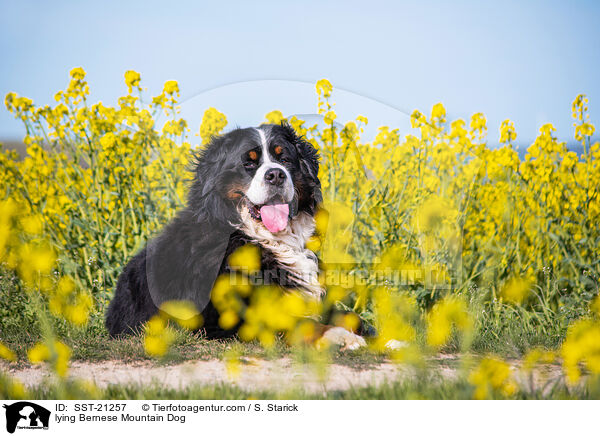 liegender Berner Sennenhund / lying Bernese Mountain Dog / SST-21257