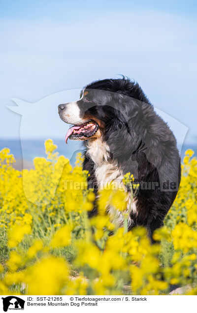Berner Sennenhund Portrait / Bernese Mountain Dog Portrait / SST-21265