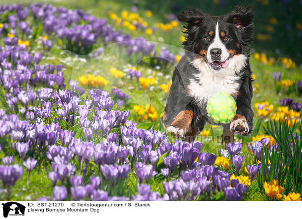 spielender Berner Sennenhund / playing Bernese Mountain Dog / SST-21270