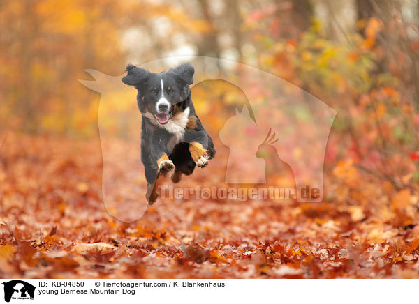 junger Berner Sennenhund / young Bernese Mountain Dog / KB-04850