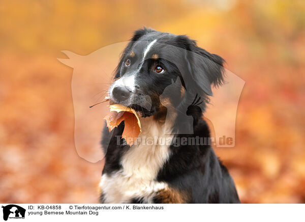 junger Berner Sennenhund / young Bernese Mountain Dog / KB-04858
