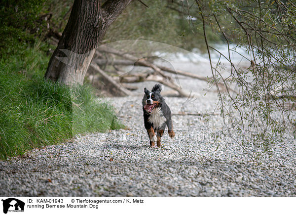 rennender Berner Sennenhund / running Bernese Mountain Dog / KAM-01943