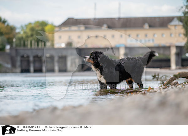 badender Berner Sennenhund / bathing Bernese Mountain Dog / KAM-01947