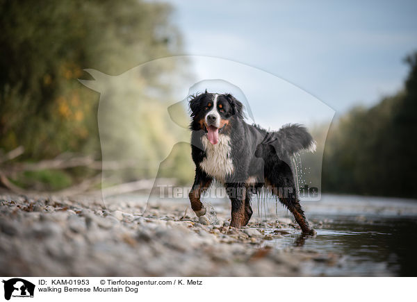 laufender Berner Sennenhund / walking Bernese Mountain Dog / KAM-01953