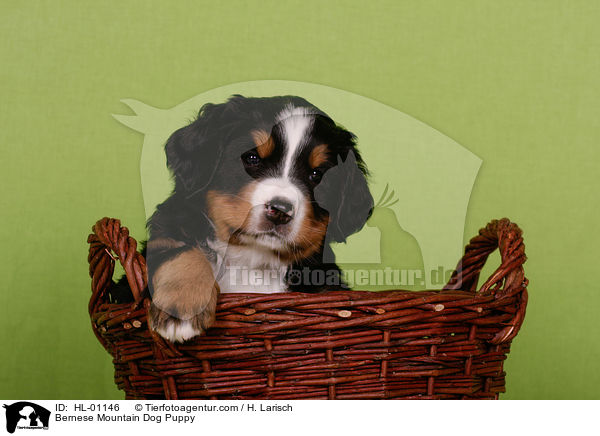 Berner Sennenhund Welpe / Bernese Mountain Dog Puppy / HL-01146