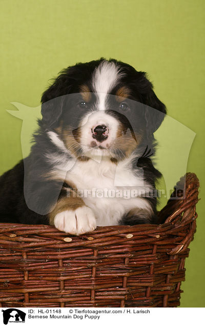 Berner Sennenhund Welpe / Bernese Mountain Dog Puppy / HL-01148