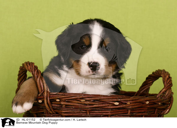 Berner Sennenhund Welpe / Bernese Mountain Dog Puppy / HL-01152