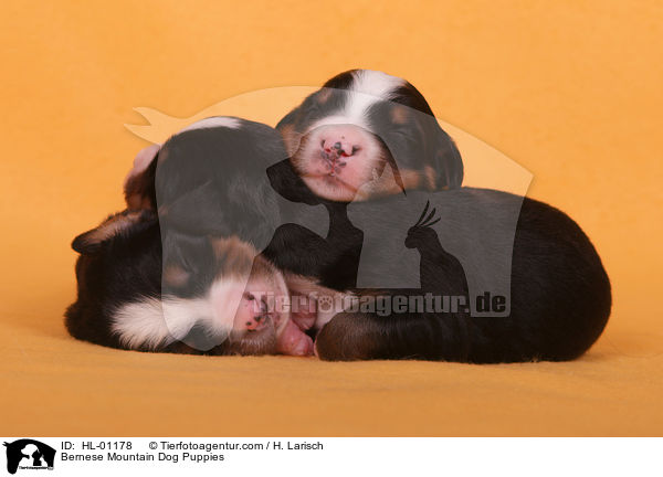 Berner Sennenhund Welpen / Bernese Mountain Dog Puppies / HL-01178