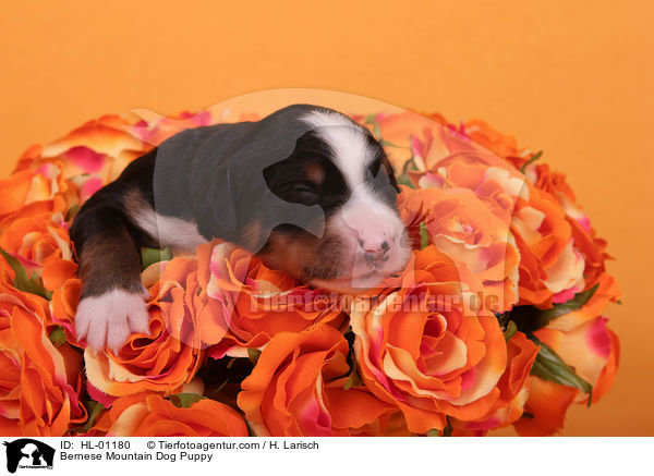 Berner Sennenhund Welpe / Bernese Mountain Dog Puppy / HL-01180