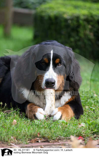 fressender Berner Sennenhund / eating Bernese Mountain Dog / HL-01181