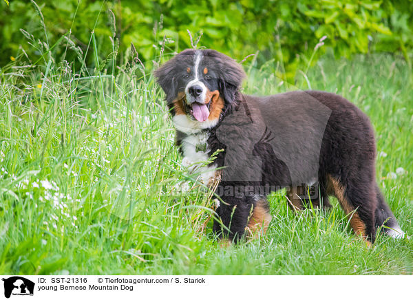 junger Berner Sennenhund / young Bernese Mountain Dog / SST-21316