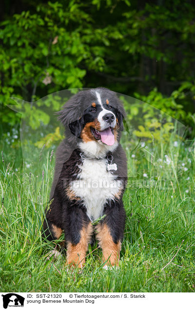 junger Berner Sennenhund / young Bernese Mountain Dog / SST-21320