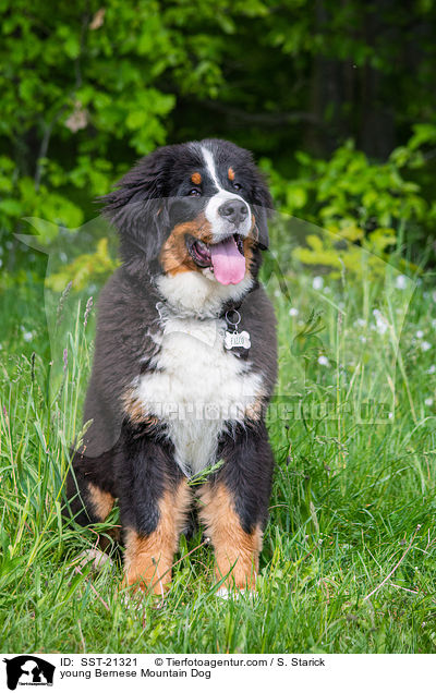junger Berner Sennenhund / young Bernese Mountain Dog / SST-21321