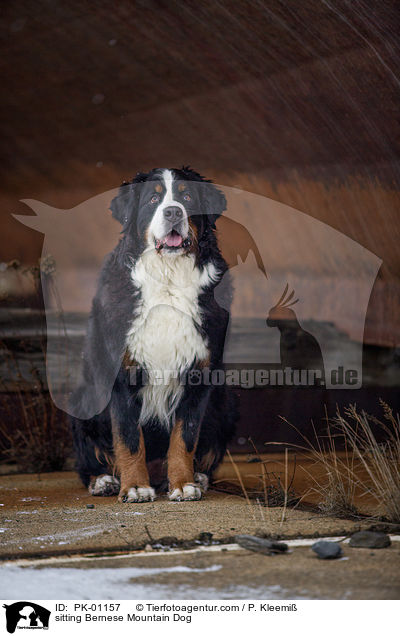 sitzender Berner Sennenhund / sitting Bernese Mountain Dog / PK-01157