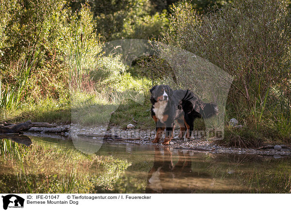 Berner Sennenhund / Bernese Mountain Dog / IFE-01047