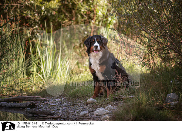 sitzender Berner Sennenhund / sitting Bernese Mountain Dog / IFE-01048