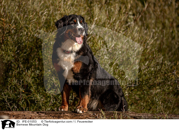 Berner Sennenhund / Bernese Mountain Dog / IFE-01053
