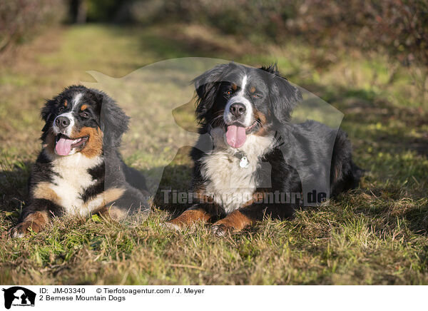 2 Berner Sennenhunde / 2 Bernese Mountain Dogs / JM-03340