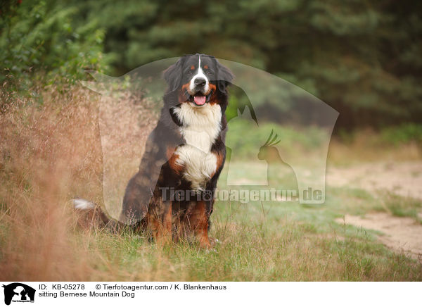 sitting Bernese Mountain Dog / KB-05278