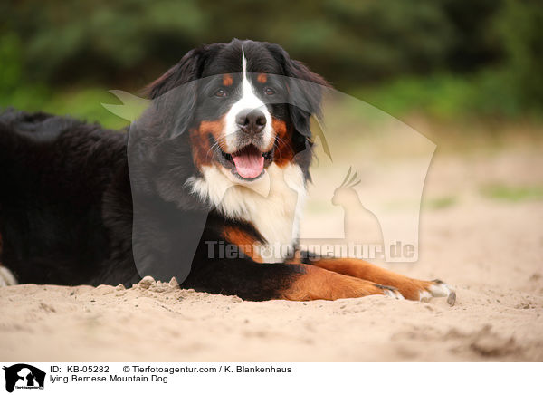 lying Bernese Mountain Dog / KB-05282