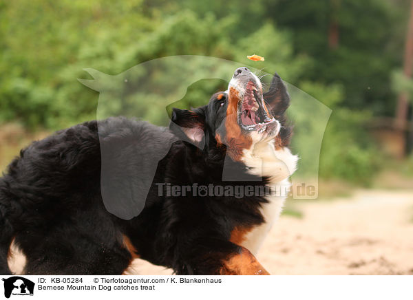 Berner Sennenhund fngt Leckerli / Bernese Mountain Dog catches treat / KB-05284