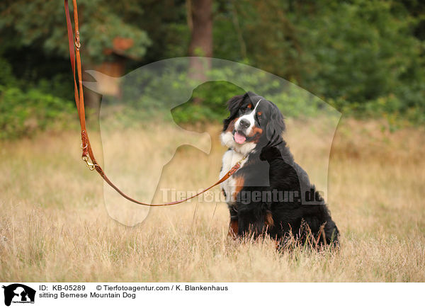 sitzender Berner Sennenhund / sitting Bernese Mountain Dog / KB-05289