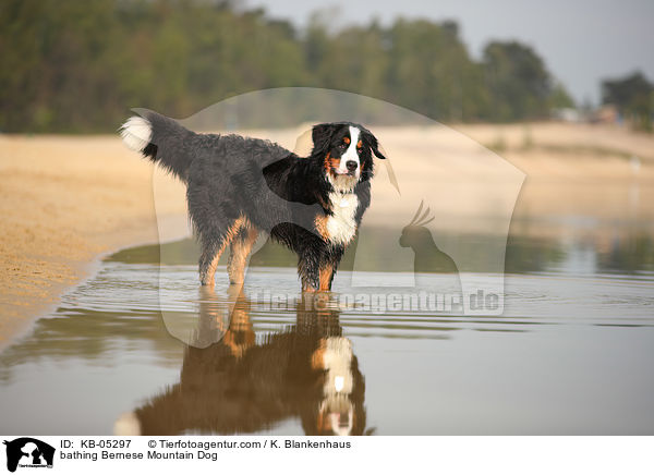 bathing Bernese Mountain Dog / KB-05297