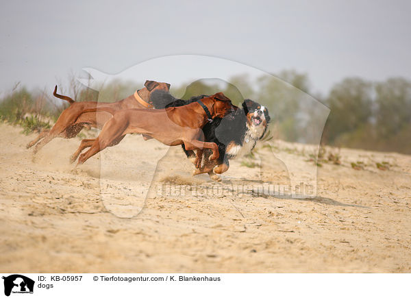 Hunde / dogs / KB-05957