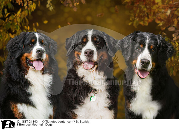 3 Bernese Mountain Dogs / SST-21343