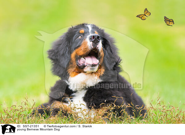 junger Berner Sennenhund / young Bernese Mountain Dog / SST-21351