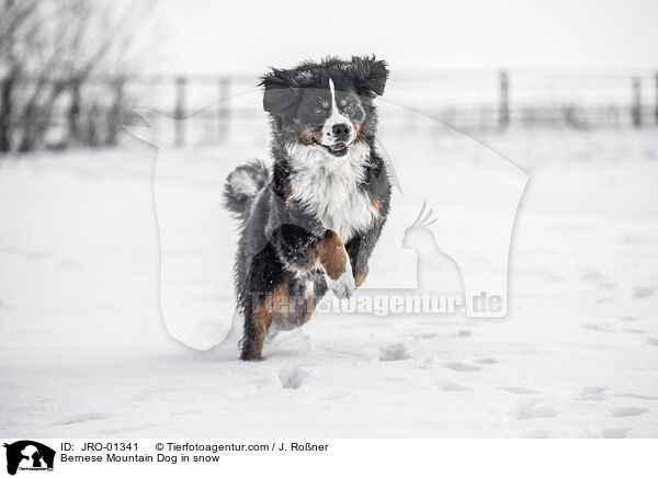 Bernese Mountain Dog in snow / JRO-01341