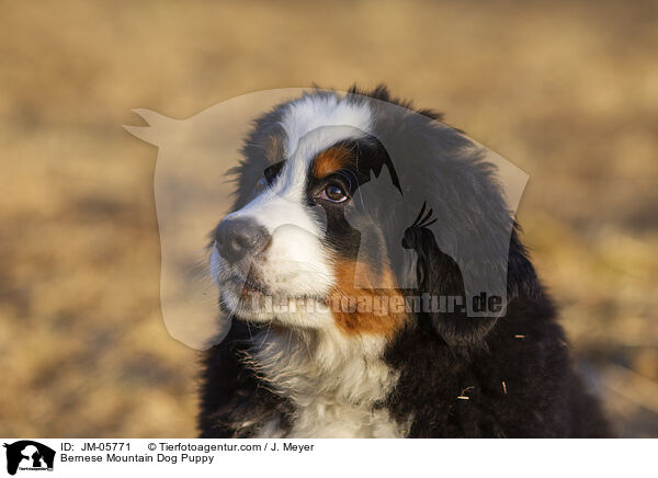 Bernese Mountain Dog Puppy / JM-05771