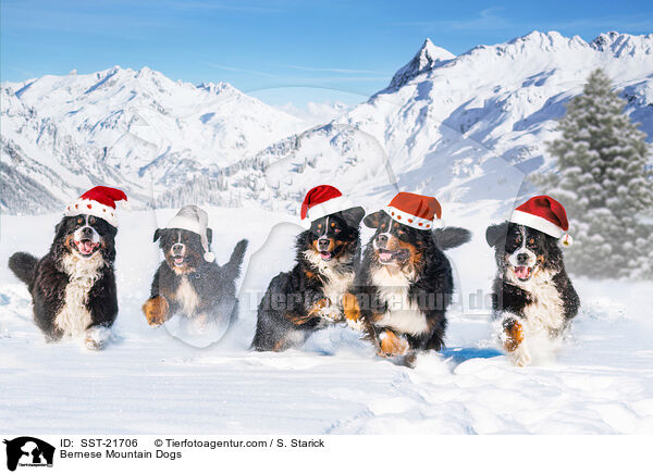 Berner Sennenhunde / Bernese Mountain Dogs / SST-21706