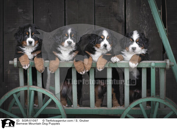 Berner Sennenhund Welpen / Bernese Mountain Dog Puppies / SGR-01097