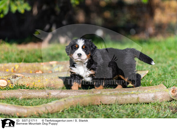 Bernese Mountain Dog Puppy / SST-21711