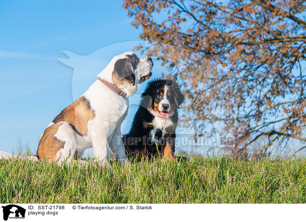 spielende Hunde / playing dogs / SST-21798